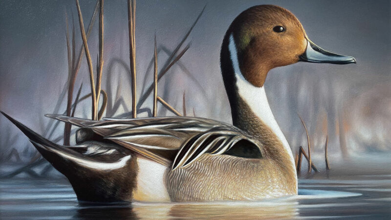 MN Daily Update: Winner of 2023 Federal Duck Stamp Art Contest originally from Upper Midwest – Outdoor News