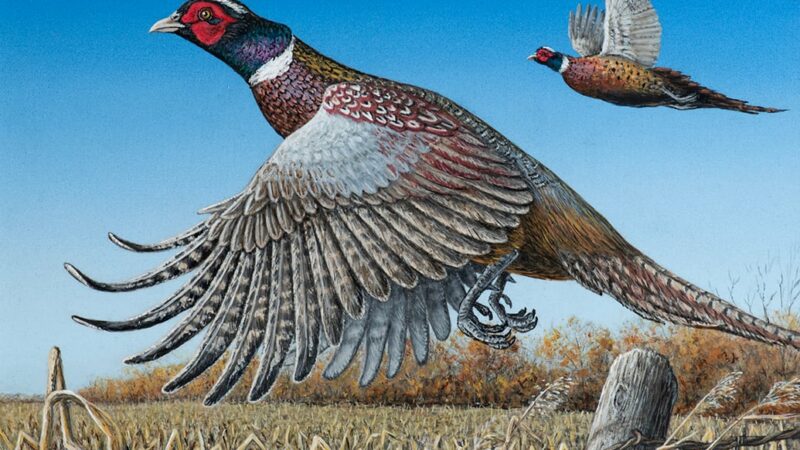 MN Daily Update: Winners announced in pheasant, turkey stamp art contests – Outdoor News