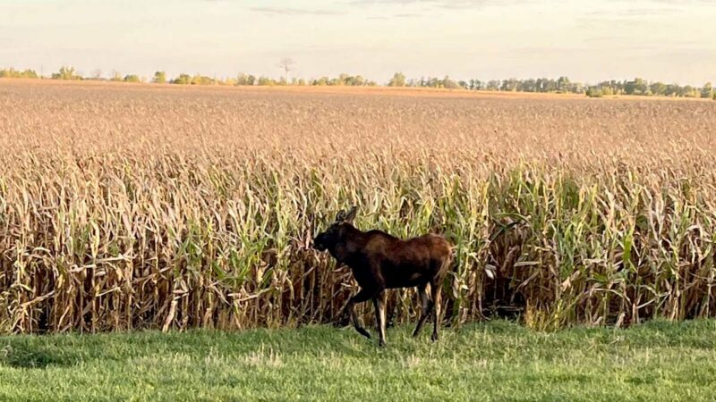 Moose tops multiple unusual wildlife sightings in south-central Minnesota this fall – Outdoor News