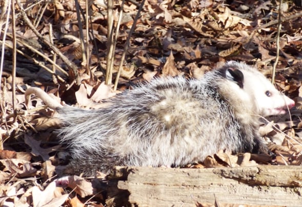 Myth dispelled: Opossums don’t eat ticks – Outdoor News