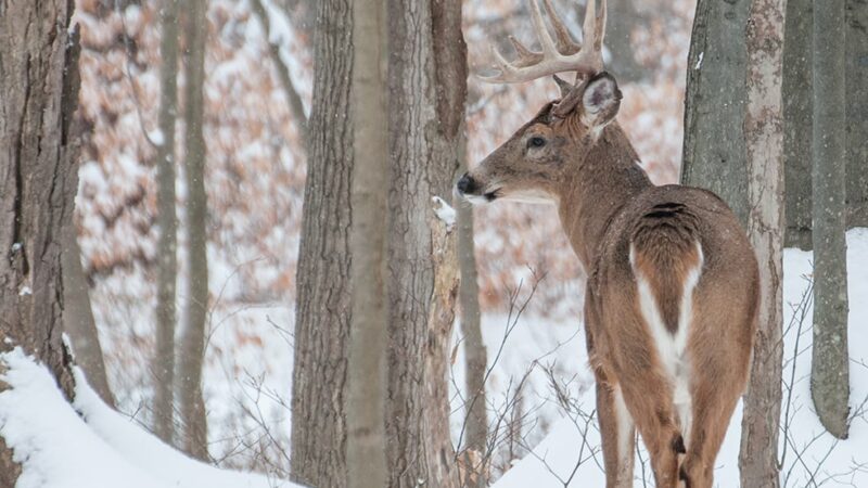 National Park Service: No hunting at Minnesota’s Voyageurs – Outdoor News