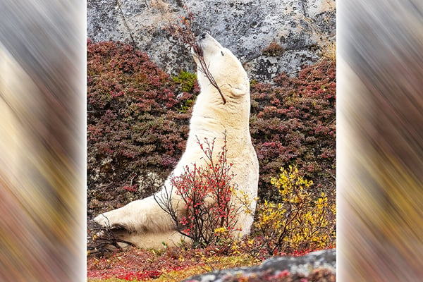 Nature Smart: Photographing polar bears in Manitoba, the world’s largest land predator – Outdoor News