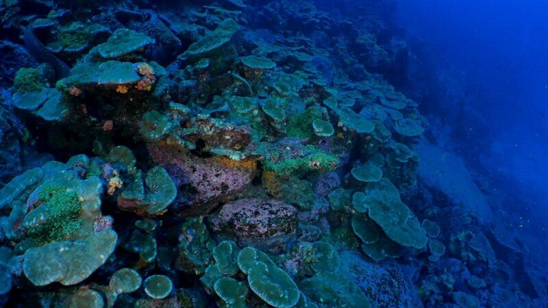 New Coral Reef Found in Galapagos