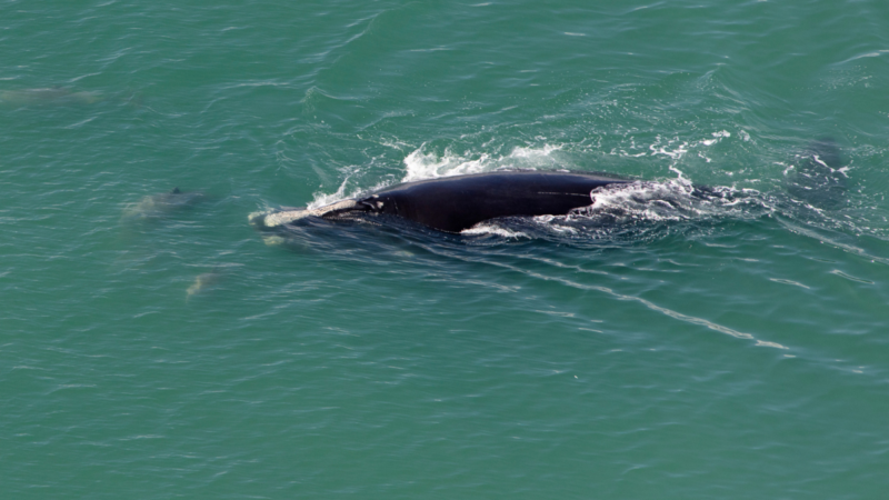 New Reports Show Right Whales Are on the Edge of Extinction