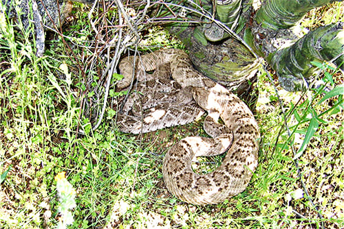 New research by Illinois Natural History Survey biologist shows rattlesnakes are social – Outdoor News