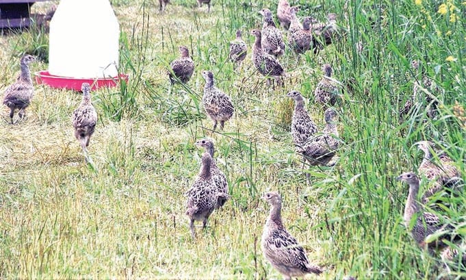 New York’s Allegany County Pheasant Program prevails amid flu outbreak in March – Outdoor News