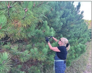Not-so-easy little cabin pinecone caper – Outdoor News