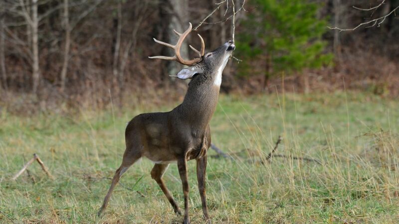 Now it begins: The rut is just getting started – Outdoor News