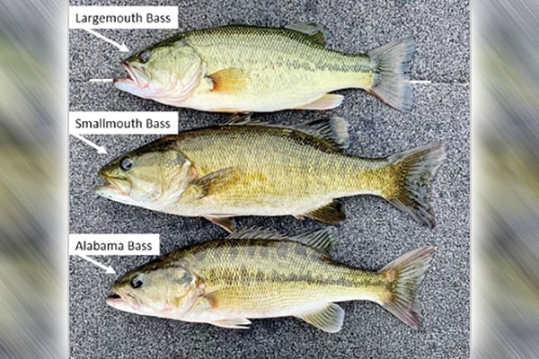 Ohio Division of Wildlife to add Alabama, Florida bass to state’s ‘injurious’ list – Outdoor News