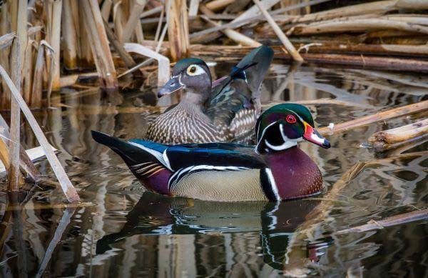 Outdoor Insights: Drought reinvigorates wetlands for ducks in Minnesota – Outdoor News