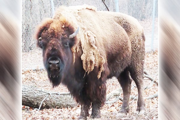 ‘Pebbles,’ a well-known American bison at Illinois’ Buffalo State Park, dies of natural causes – Outdoor News