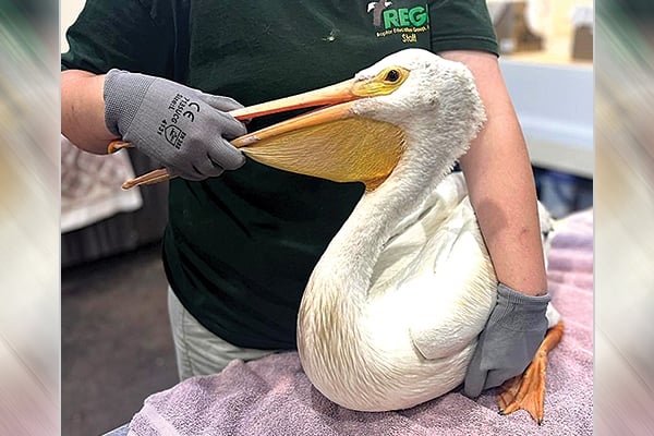 Pelican recovering from gunshot wound after being found on Wisconsin lake – Outdoor News