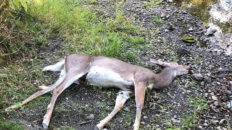 Pennsylvania’s Crawford County sees outbreak of hemorrhagic disease in deer – Outdoor News