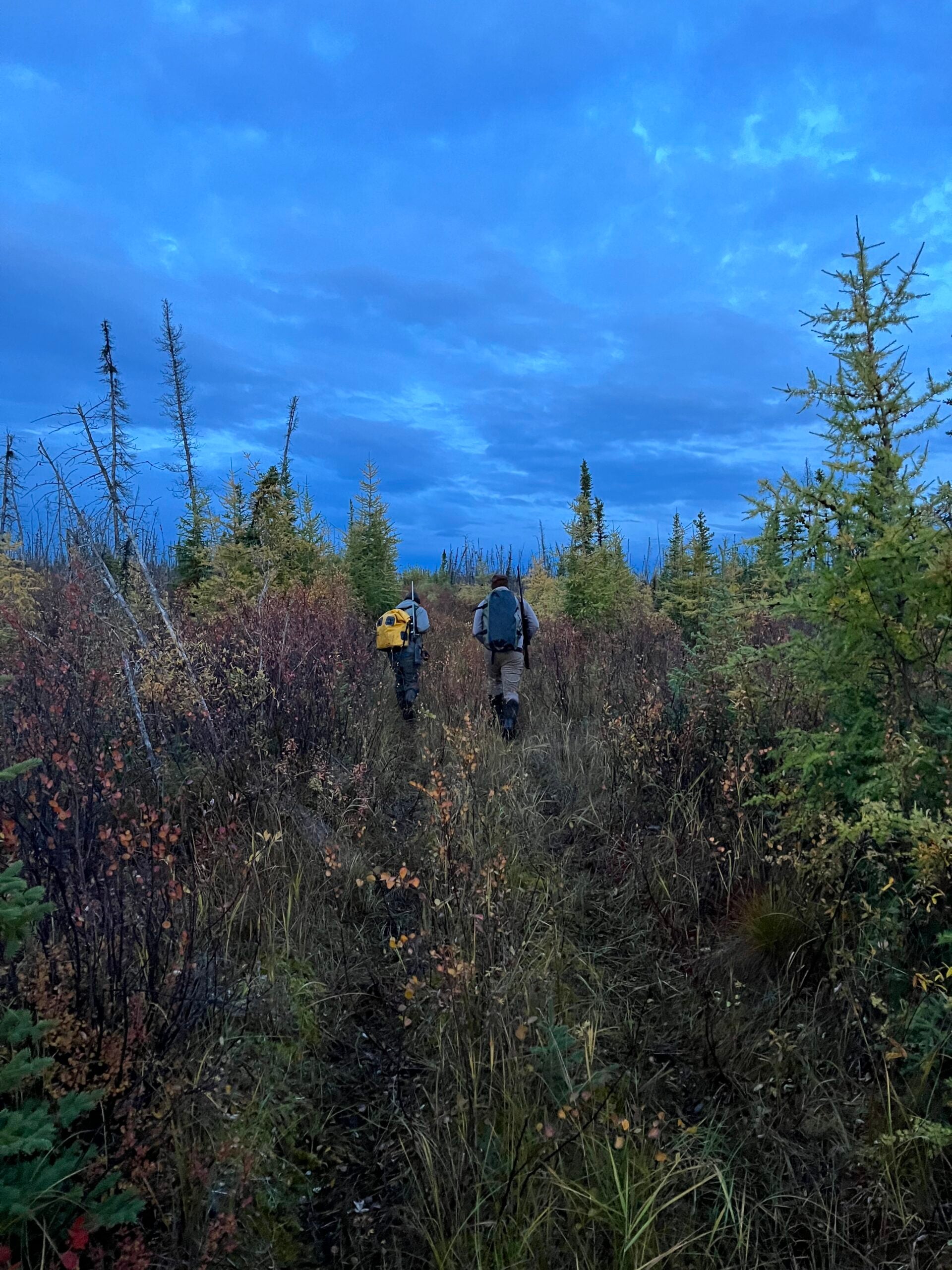 walking to call moose