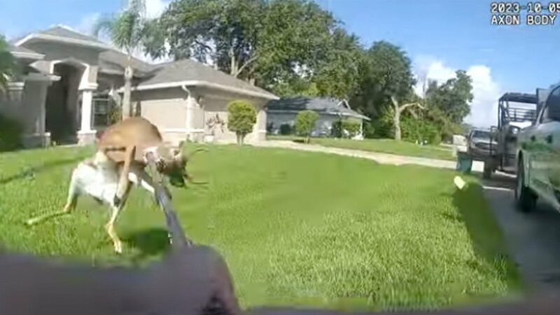 Pet Buck Euthanized by Police After Attacking Man in Florida Neighborhood