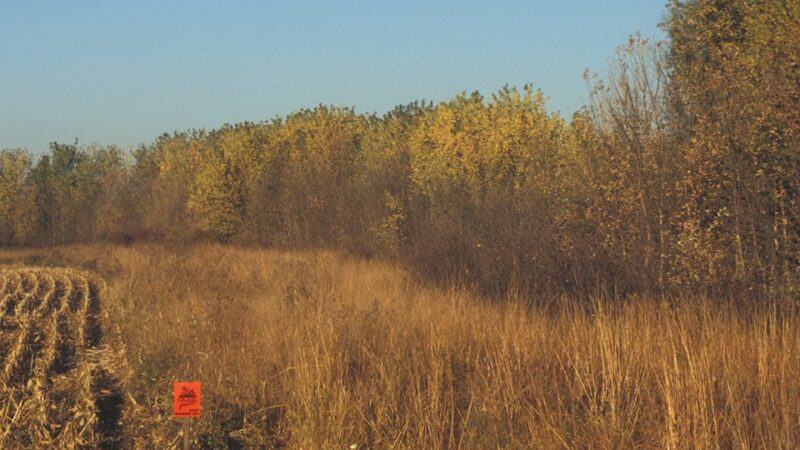 Pheasants Forever offers Pennsylvania farmers financial incentive to create field edges for wildlife – Outdoor News