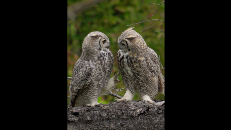 Photographer Captures Adorable Video of Two Owls ‘Play Fighting’