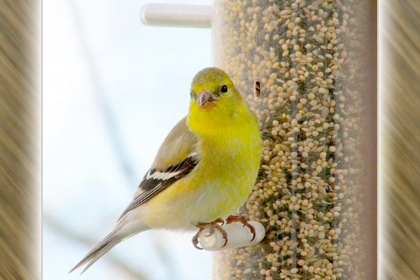 Plan for backyard winter bird feeding in the fall – Outdoor News