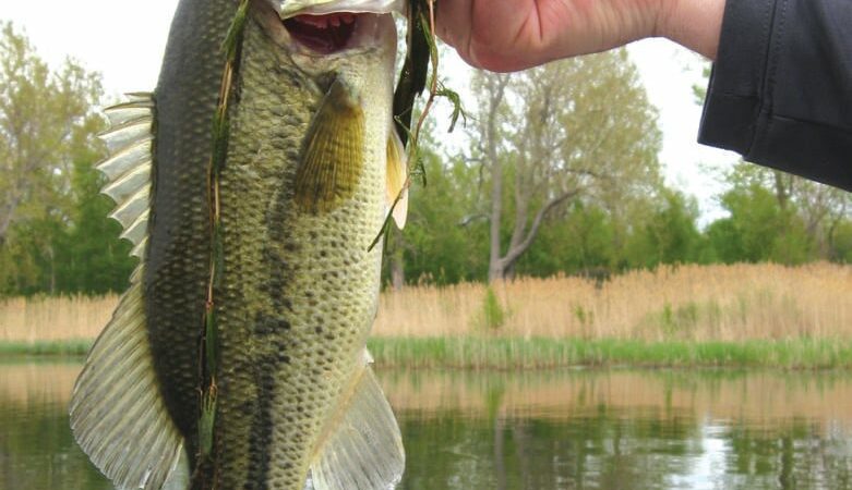 Public meeting to discuss proposed bass regulation changes at Iowa’s Swan Lake in Carroll County – Outdoor News