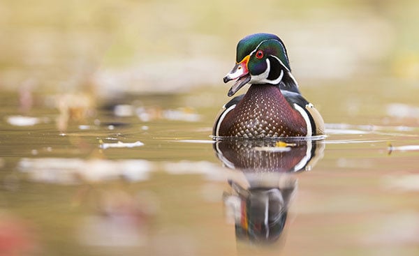 Rainy Wisconsin duck opener pays off with trio of drake wood ducks – Outdoor News
