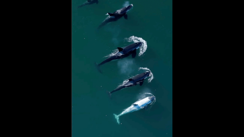 Rare White Orca Spotted off the Coast of California