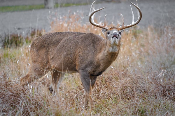 Rule the rut: Six tips to make this your best November ever – Outdoor News