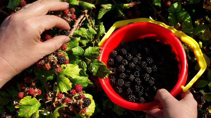 Science Behind Foraging: Why Gathering Plants Is Good for Your Body and Soul