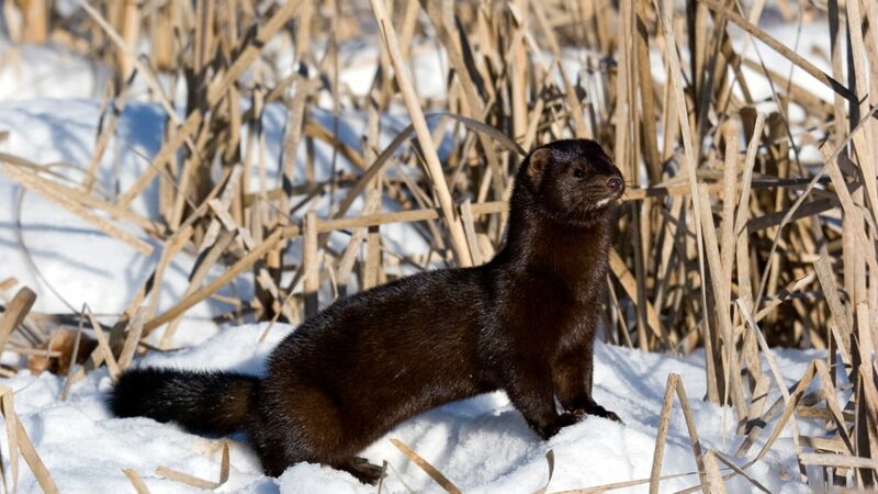 Surviving loose minks released from Pennsylvania farm face grim future – Outdoor News