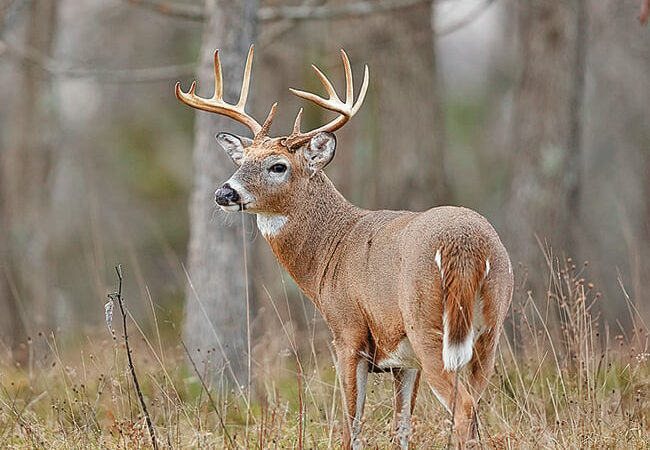 Take control of buck fever – Outdoor News