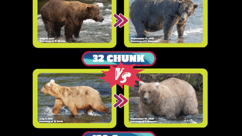 The Final Fat Bear Week Matchup is Here