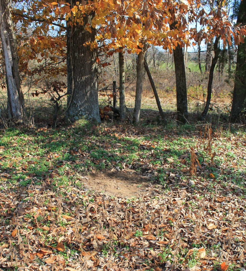 whitetail scrape