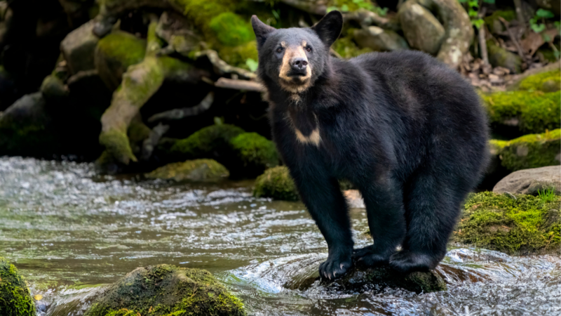 This Terrifying Video From Great Smoky Mountains National Park Reminds Us to Stay Aware Around Black Bears