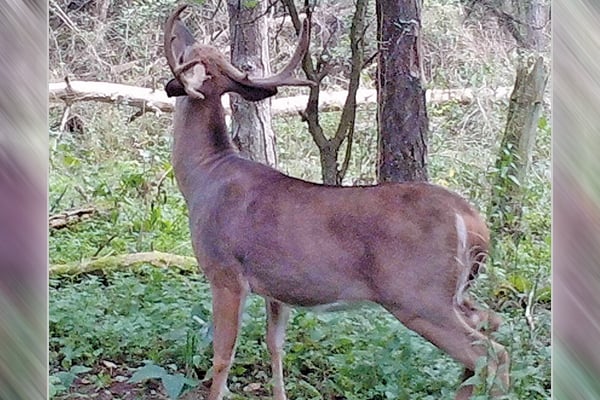 Thoughts on bowhunting whitetails during a bumper acorn crop – Outdoor News