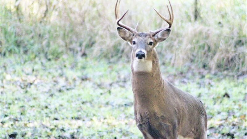 Three faces of October: Make the most of this sometimes-misunderstood month for whitetails – Outdoor News