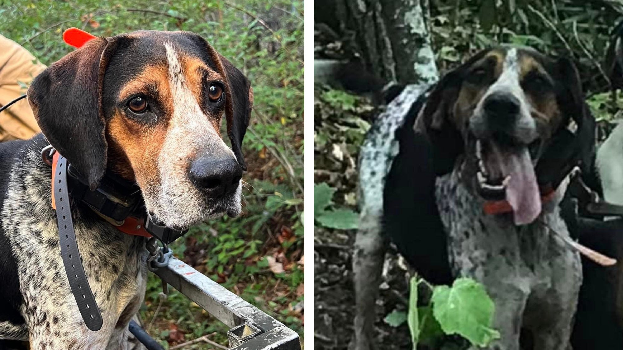 hunting dog ringo stolen from family