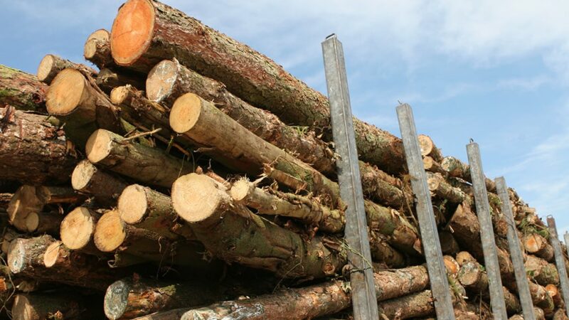 Timber sales from Iowa’s state parks, forests top $680,000 – Outdoor News