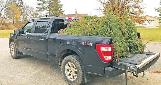 ’Tis the season: Spruce top theft rises in Minnesota’s forests – Outdoor News