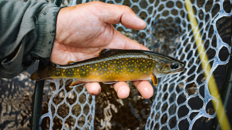 Tour the Orvis Rod Shop, Where Fly Rods Are Still Handmade