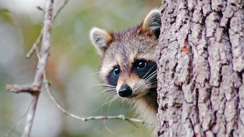 Trapping tips: Here’s how to catch the crafty raccoon – Outdoor News