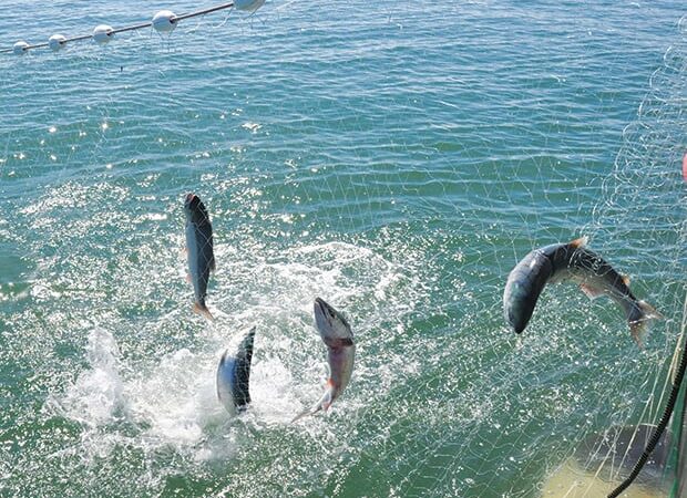 Tribal gill netting bad news for Michigan fisheries – Outdoor News