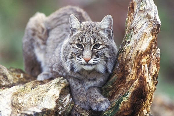 Two Georgia children recovering after separate attacks by bobcat – Outdoor News