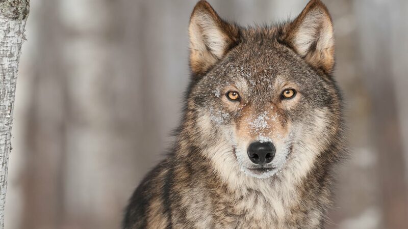 U.S. Rep. Tom Tiffany offers update on wolf delisting bill – Outdoor News