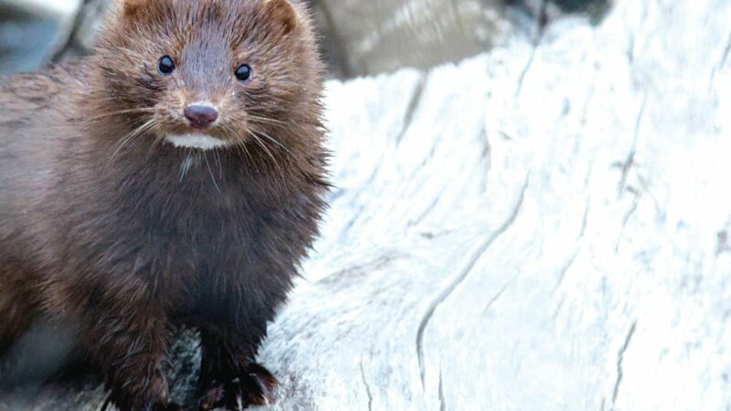 Vandals release hundreds of minks from Northampton County farm in Pennsylvania – Outdoor News