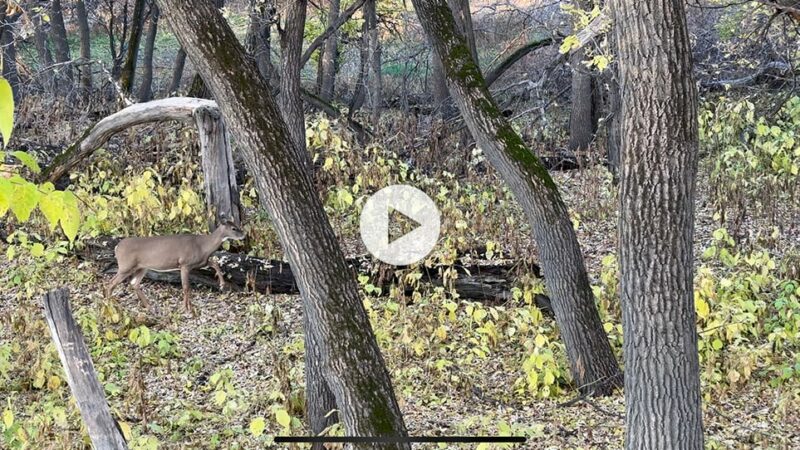 Video: Adjusting after a big buck slips by, and preparing for the rut – Outdoor News
