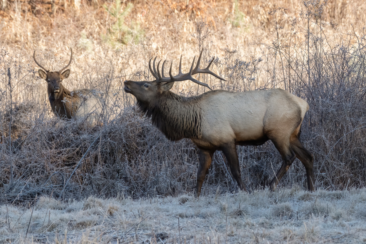 elk gsmnp