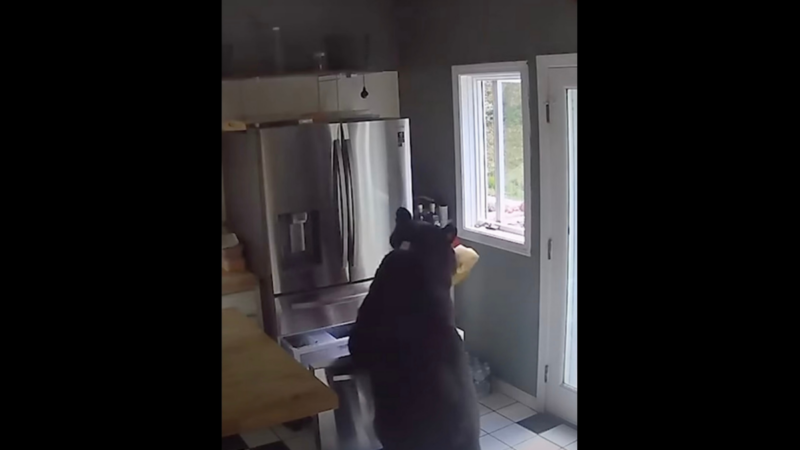 Watch: Bear Breaks Into a Connecticut Home – and Helps Itself to Some Lasagna