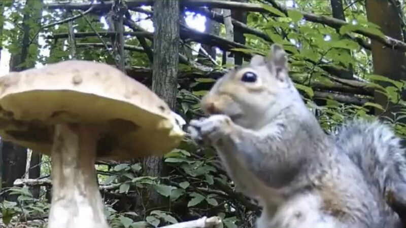 WATCH: Foraging Squirrel Eats a Mushroom