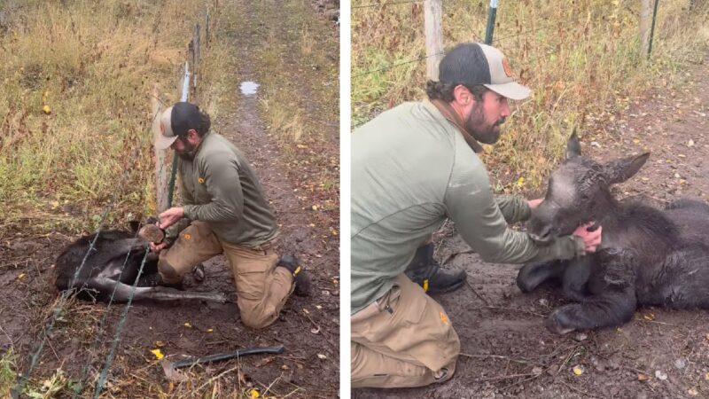 Watch: Guide Frees Moose Calf Trapped in Fence with Angry Cow Nearby