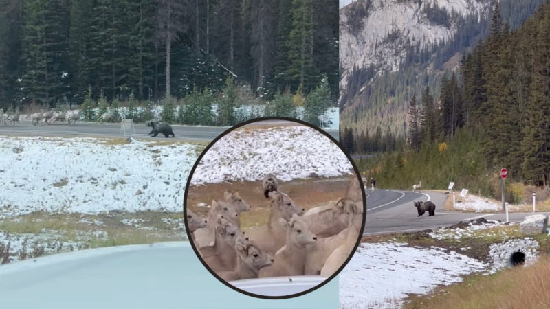 WATCH: Hikers Film Bear Chasing Bighorn Sheep from Parking Lot