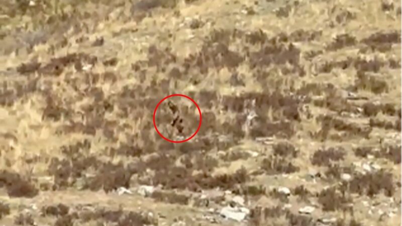 Watch: Is This the Best Bigfoot Sighting Yet or Just a Bowhunter in a Ghillie Suit?
